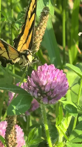 Not my typical motorcycle content lol but thought it was nice to share. #savingbutterfly #butterfly #stuck #fyp #fypシ゚viral #tigertailbutterfly 