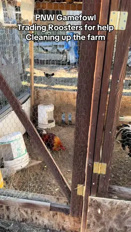 If you live in Central Washington, I’m around the Wenatchee area. I will trade roosters for work cleaning up the farm and doing some small repairs or I can pay by the hour. Give me a text at. (509)393-3624 #gamefowl #gamefowlbreeders #yellowleghatch #blackmagics #roundhead #gangstergrey #bluefacehatch 