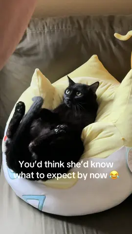 #catsoftiktok #cat #fatcatsoftiktok 