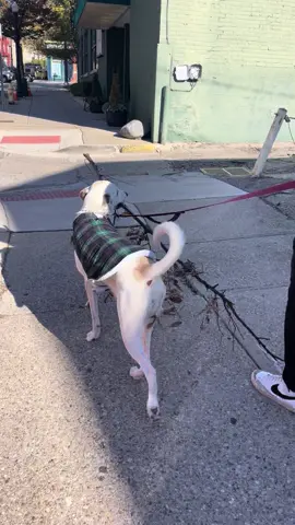 And yes we crossed the intersection like this #dogsoftiktok #dogmom 