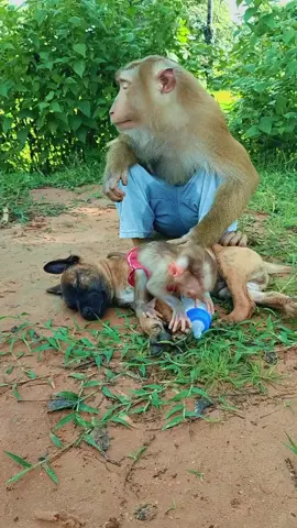 #monkeys #funn #monkey #dog 