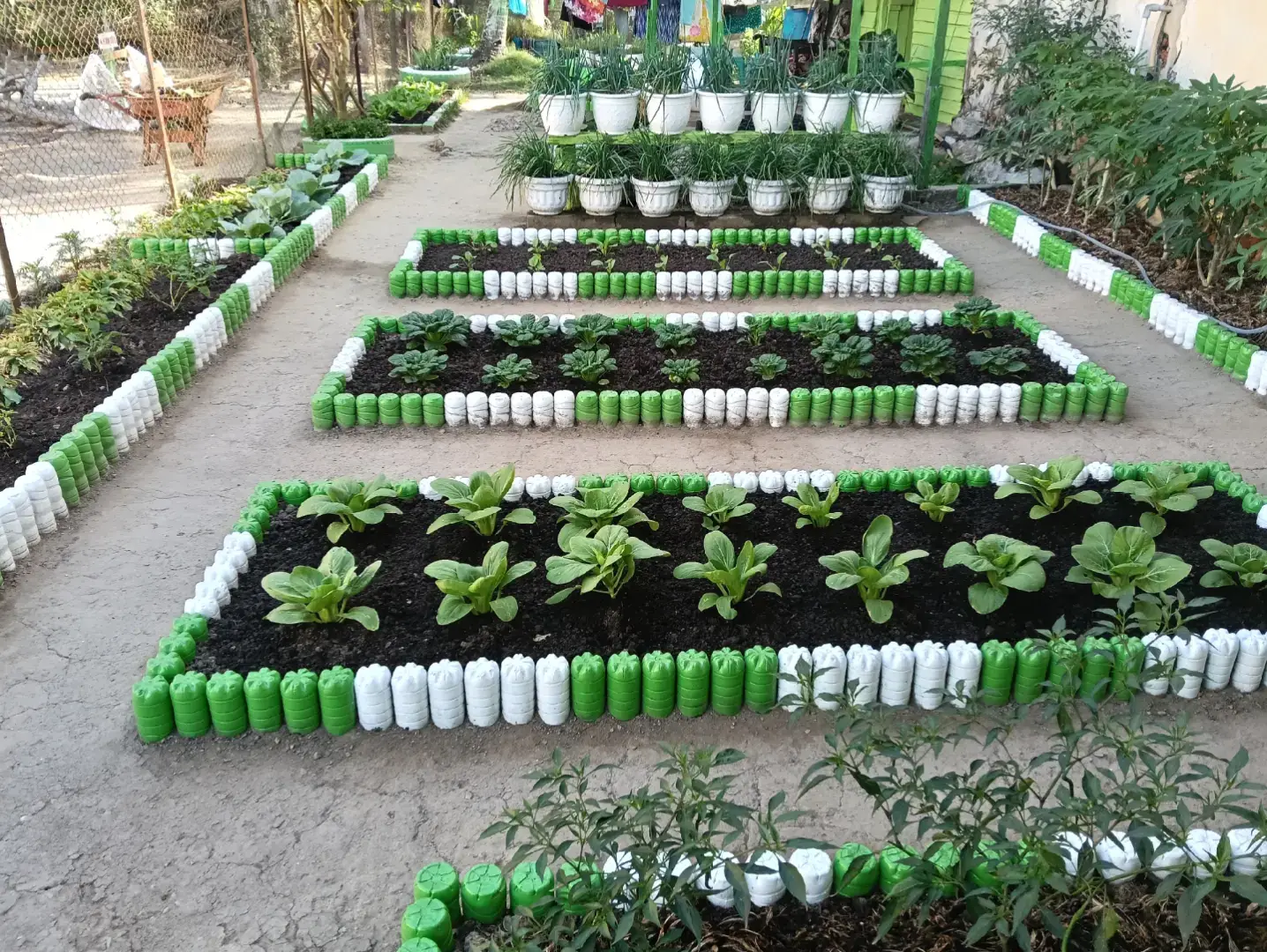 berkebun di pekarangan rumah #berkebun 