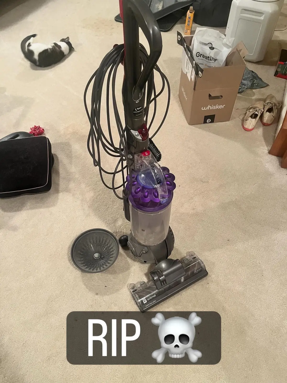 🥺☠️🤦🏻‍♀️  #badtiming #iykyk #vacuum @Dyson USA @Lowe's Home Improvement #dysonproducts #dysonlife 