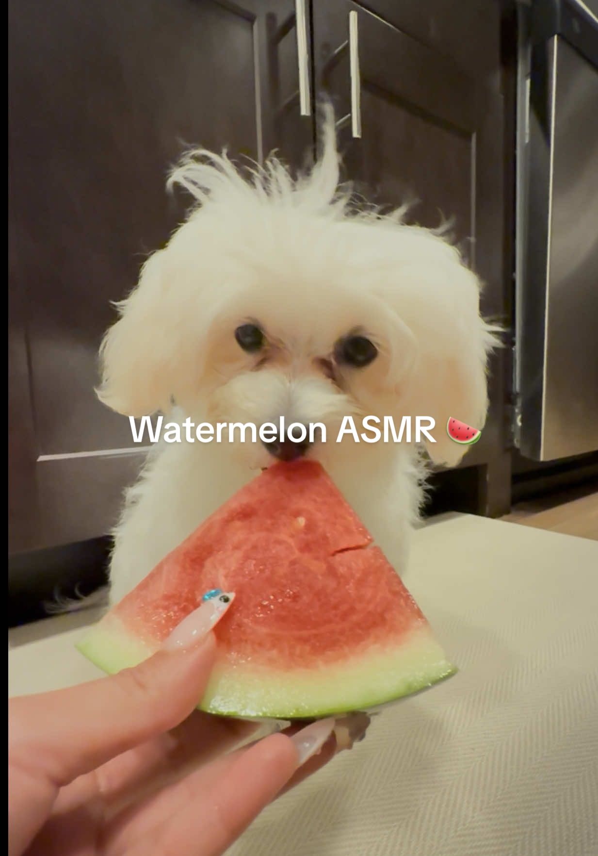 Also had to learn how to bite into a Watermelon but got the hang of it 😜🍉🐾🤍  #asmr #watermelon #doggyasmr #dogsoftiktok #happydog #eating #maltese 