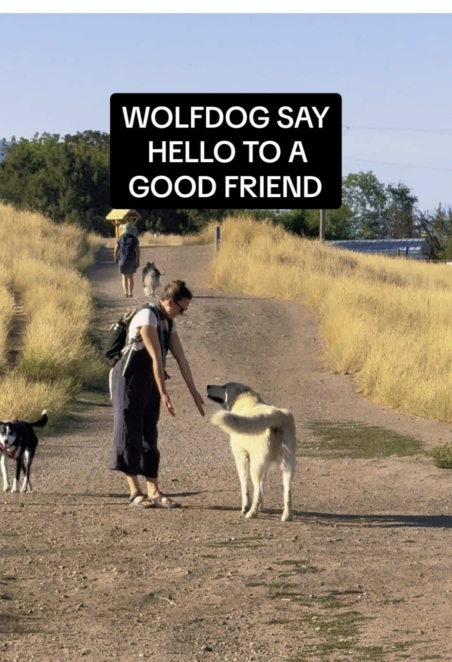 #dogfriends #happydog 