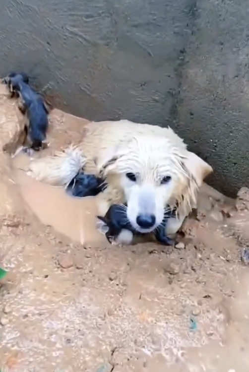 Never Gave Up! Dog Finally Found Post-Texas Floods! 🐾#foryou #dog #doglove #texasflood #texas #fyp #texasfloods #puppyrescue #trump #elonmusk