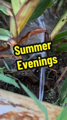 July in southeast Arkansas #summertime #south #arkansas #southeastarkansas #sweetsummertime