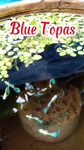 Xanh xanh da trời 🥰#bluetopas #cabaymau #guppyfish #cathuysinh 