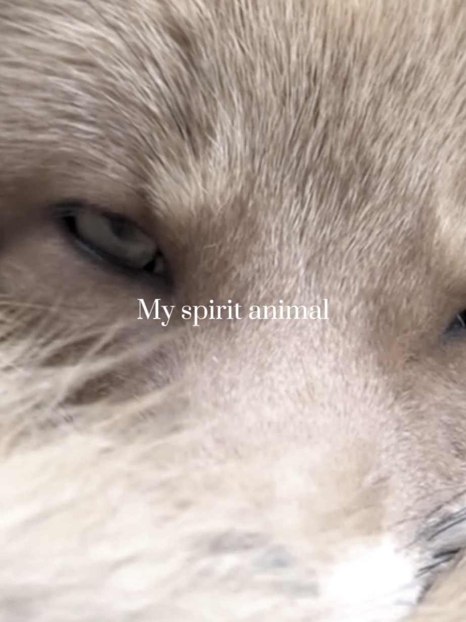 #fup #myspiritanimal #fox 