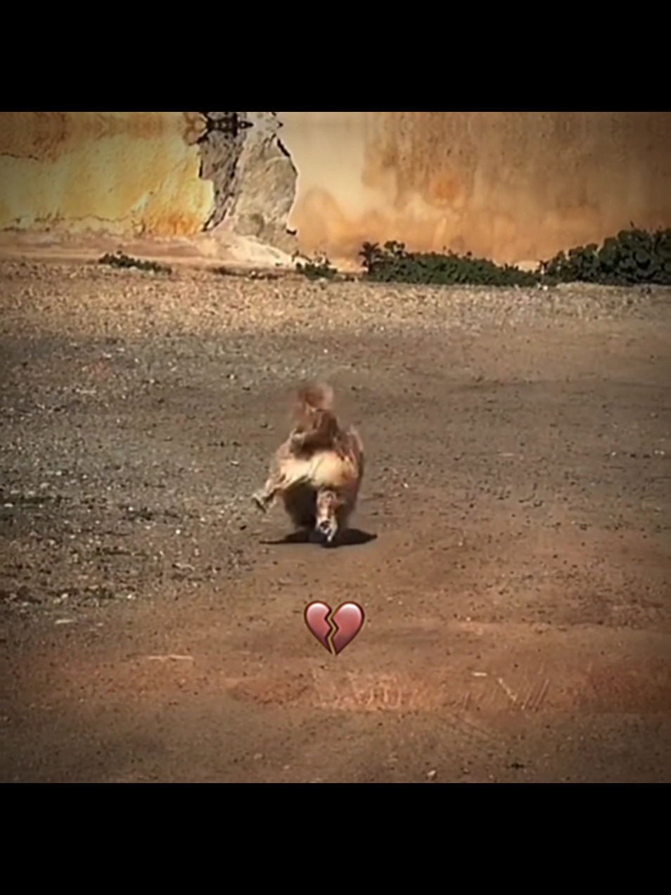 amazing dogs  #Dog #Expert #Dogs #CapCut #Funny #Doglover #Fy #For #Fy #fypシ゚viral 