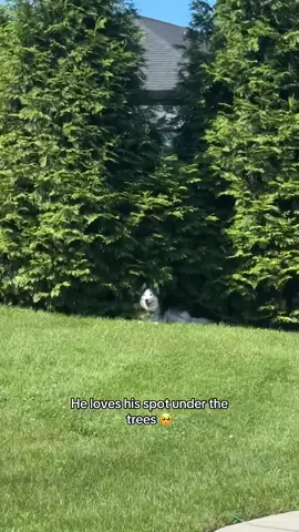 #dogs #fypシ #louisthehuskyy 