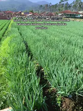 Cing pada pada barokah w nya #mafiasayurciwidey #fyp 