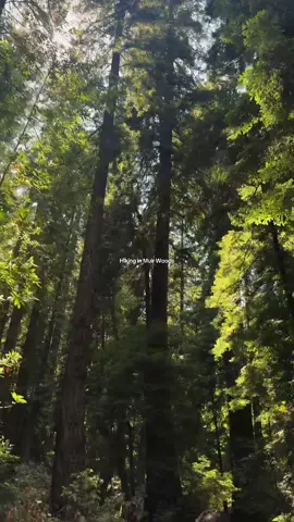 This was way too beautiful to voice over! Definitely recommend visiting Muir Woods while the weather is nice, this was such a fun day trip.  Make sure to make parking reservations before you go! We also stopped in San Anselmo for breakfast before and the Sausalito for an early dinner afterwards!  #sanfrancisco #muirwoods #daytrip #sfweekend #bayareaweekend #park #redwoods #Hiking #adventure 