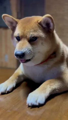 表情で訴えてくる柴犬 #柴犬 #柴犬のいる生活 #犬動画 #まるママ #犬好きと繋がりたい #ペット #可愛い #喋る犬 