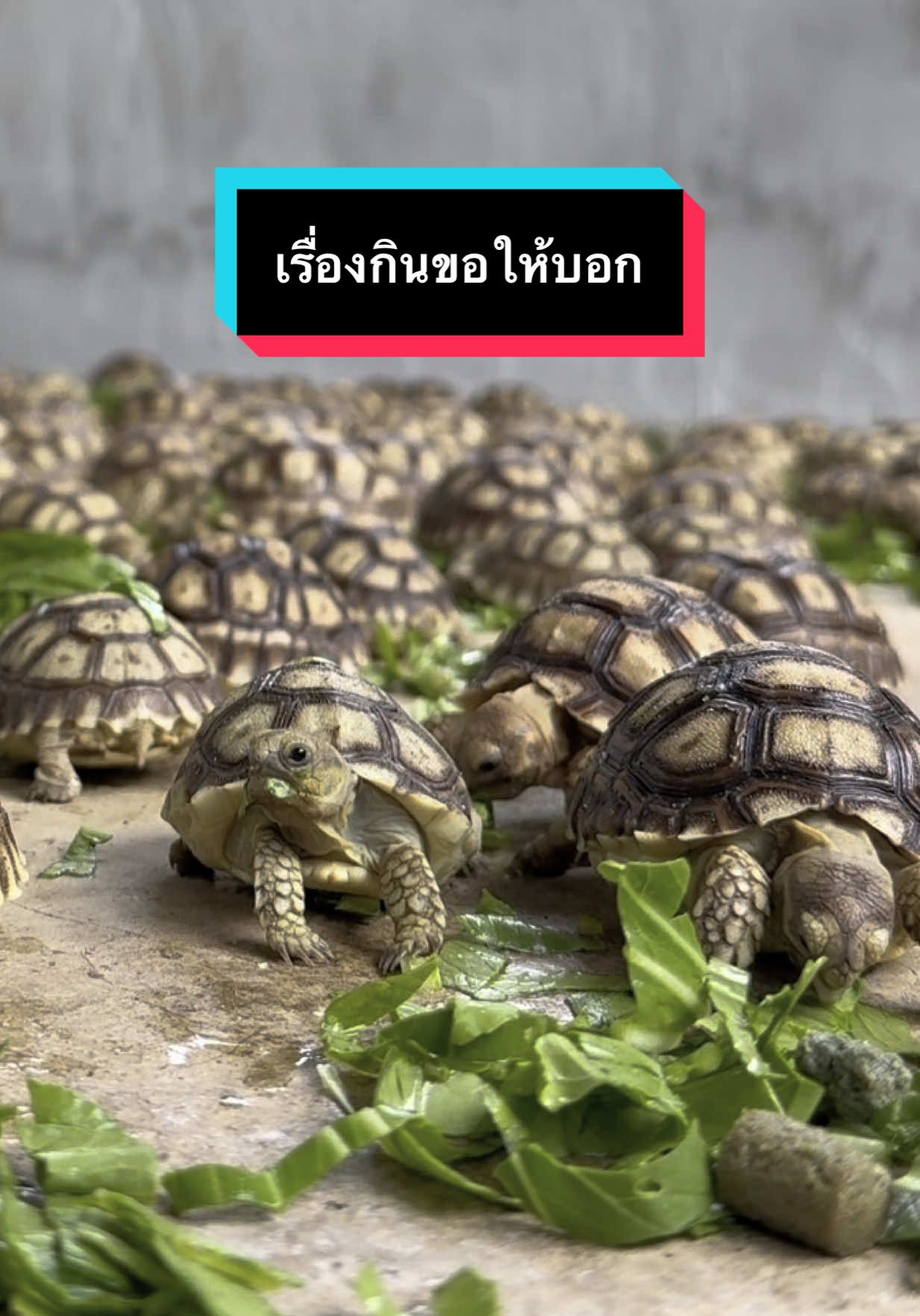 กินหมดไม่สนใจใคร 😆😆 #เต่าซูลคาต้า #sulcatatortoise #เต่าซูคาต้าลําพูน #ป่าซางซูคาต้าลำพูน#ป่าซางซูคาต้าลําพูนun