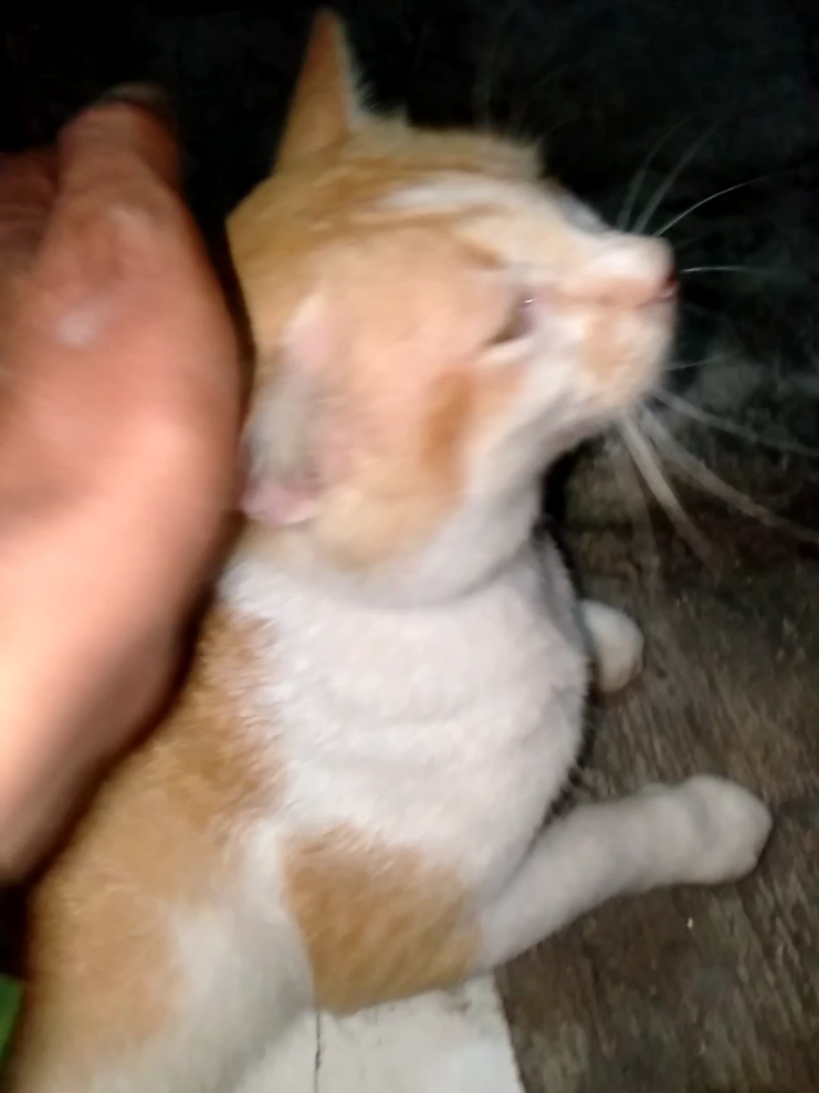 #Kucing adopsian yang lebih dari sekedar teman #kucing #anabul #oyen #empus 