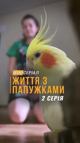 2га серія міні серіалу про життя з папужкам #рекомендації #кормдляпапуг #кормдляпапугукраїна #хвилястіпапуги #годуванняптахів #агро