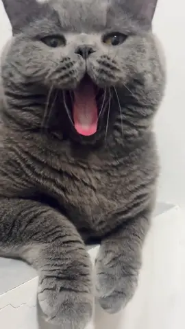 Miệng cũng ko rộng mấy😛😛 #meomeo #meodethuong #meocute #meodangiu #xuhuong #xuhuongtiktok #trending #viraltiktok 