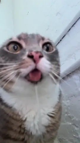 rigbycat hope core #fyp #rigbycat #catsoftiktok #catcontent #sillycat #funny