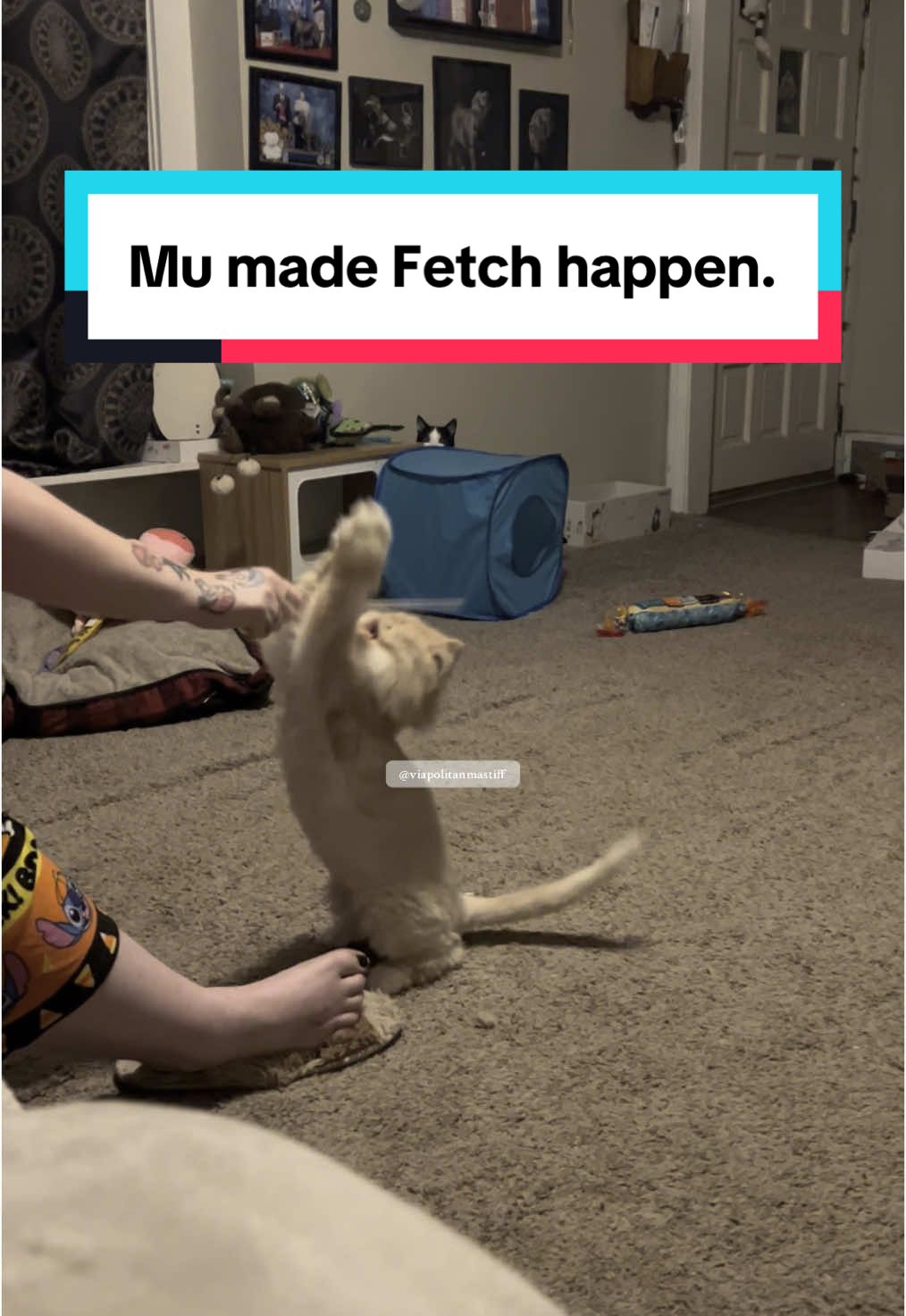 #sofetch #thatissofetch #playtime #cat #cutecat #funnycat #funnycatsoftiktok #cattok #catsoftiktok #catlover #persian #persiancat #flatfacedkitty #squishyface #toocute #fyp #fypcat 