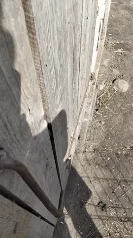 #🦚🐦🙂 