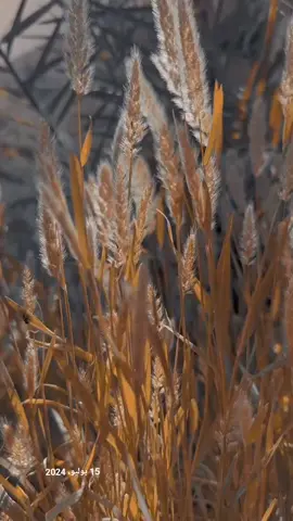 الدنيا اليوم بيها أزمة اخلاق#في هذا اليوم 