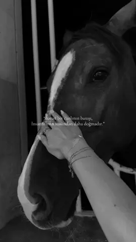 🐎✨  #foryou #fyp #təbiət   #bəxtiyarvahabzadə #sakitlik  