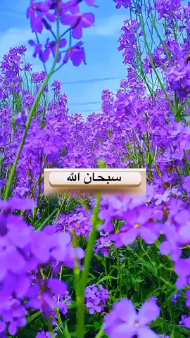 تسبيح  #تسبيح #قران #ذكر #القران_الكريم #دعاء #ذكر_الله #تسبيح #استغفار#سبحان_الله_وبحمده_سبحان_الله_العظيم #اللهم_صلي_على_نبينا_محمد #ترند #اكسبلور  #الصلاة_على_النبي #اكسبلور  #aleisaei_1  #اكسبلور  #EraFlowers #CapCut  #اكسبلوررر 