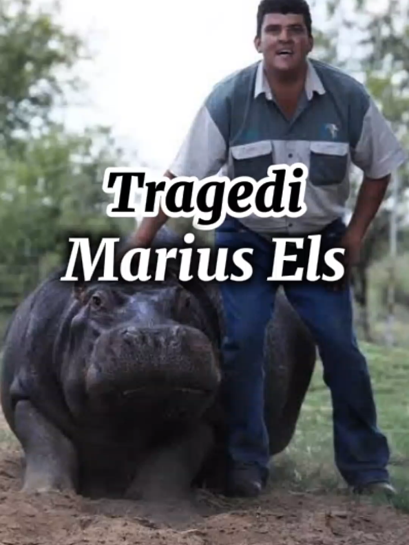 Tragedi Marius Els: Pria Yang di Habisi Oleh Kudanil Kesayangannya. #tragedi #insiden #mariusels #humphrey #humphreythehippo #hippoattack #dangerouspets #truestory #wildanimalattack #catatantersembunyi 