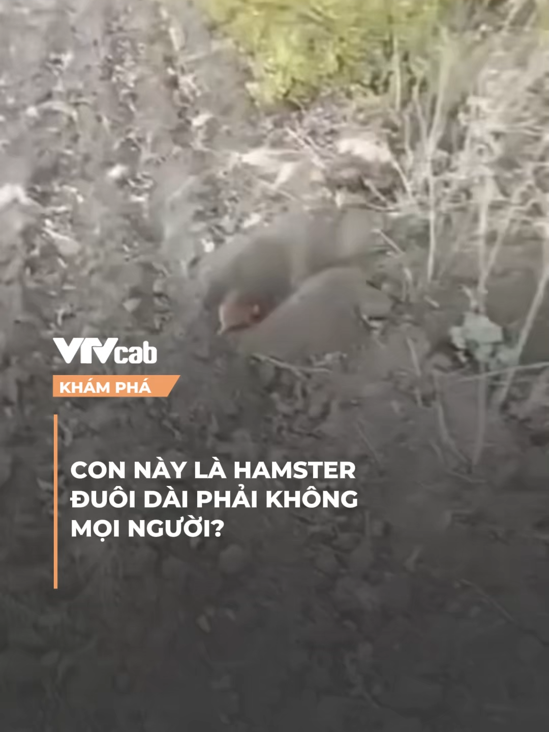 Con này là con Hamster đuôi dài à mọi người? #vtvcab #onlive #khampha #ndl