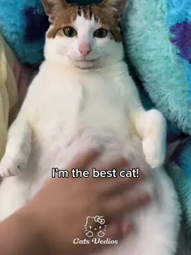 Who is the best cat #foryoupagе #funk #phonk #fyp 