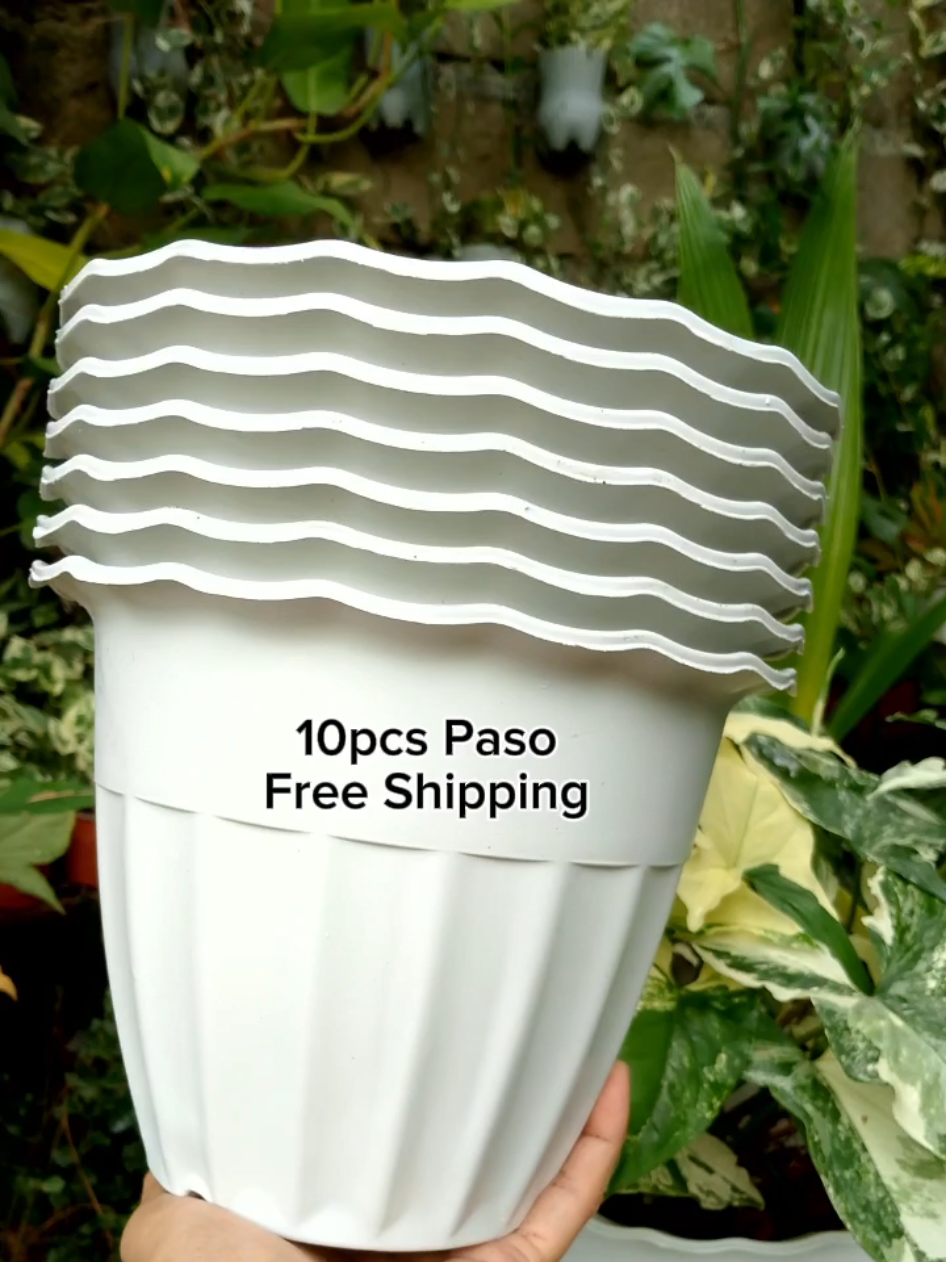 #paso  #potpots  #planterpot  #pasoforgardening  #potsforplants 