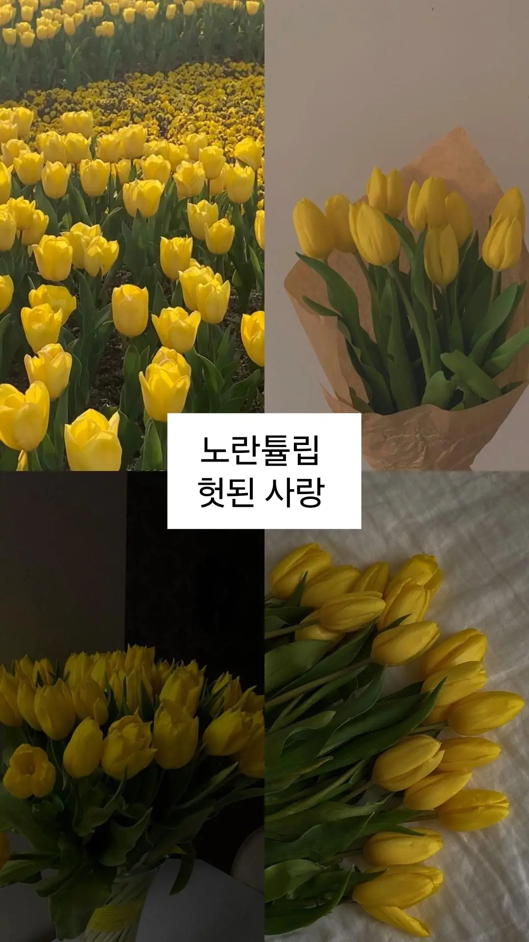 #이별 #사랑 #추천 #꽃말