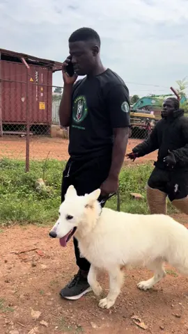 Choosing the right dog for the right purpose #greathabibk9academy This was just planned no one was hurt 