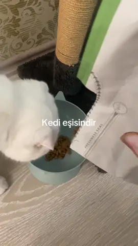 🥹🥹😭😭 #askereşiolmak #kedi #keşfet #keşfetteyizzz #askereşi 