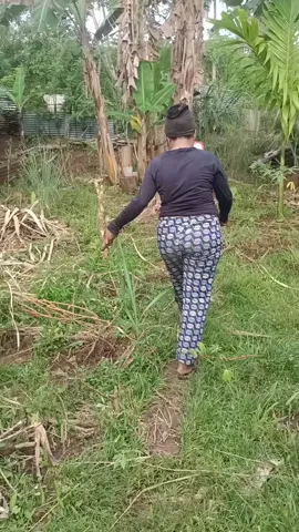 Kebun Belakang Rumah,hasil sendiri Mandiri itu sehat☺️☺️#kebun #tanaman #kebunsayurtanamsendiri 