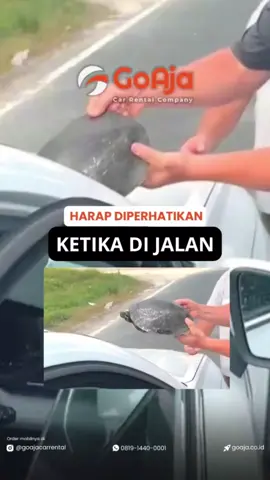 🚗🐢untungnya si kura aman-aman aja gais.. Memang bener yaa, Kalau udah nyaman dan setia pasti bakal balik lagii,  Penuhi kebutuhan perjalanan bersama GoAja.. Pesan Sekarang! . 🗨 0819-1440-0001 - Hotline . #kurakura #goaja #sewaweddingcar                 #aifilter #CapCut 
