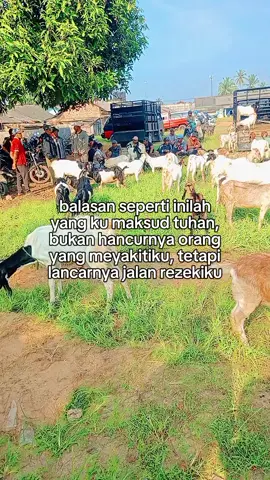 siap melayani order lokal Lampung maupun luar prov Lampung, berdagang dgn sehat jujur dan amanah🤝 #fyp #peternakmuda #kambinglampung #milenial #quotes #viralvideo #world #lampungtiktok #masukberandafyp #masukberanda #trending #trending #jambi 