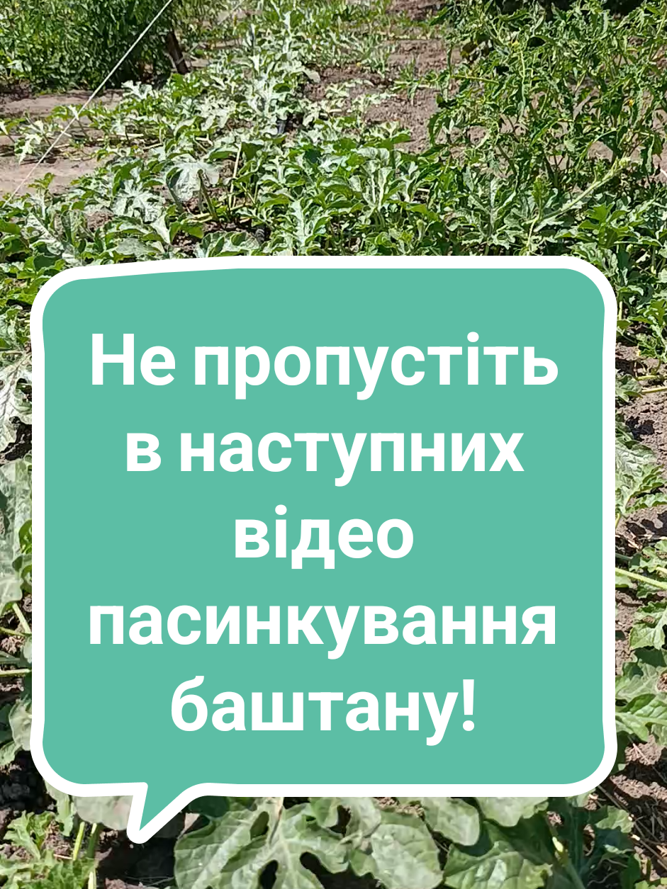 ‼️Не пропустіть! Пасинкування баштану ‼️#Слава Україні #Український Тікток #Одеса #Сад #город 