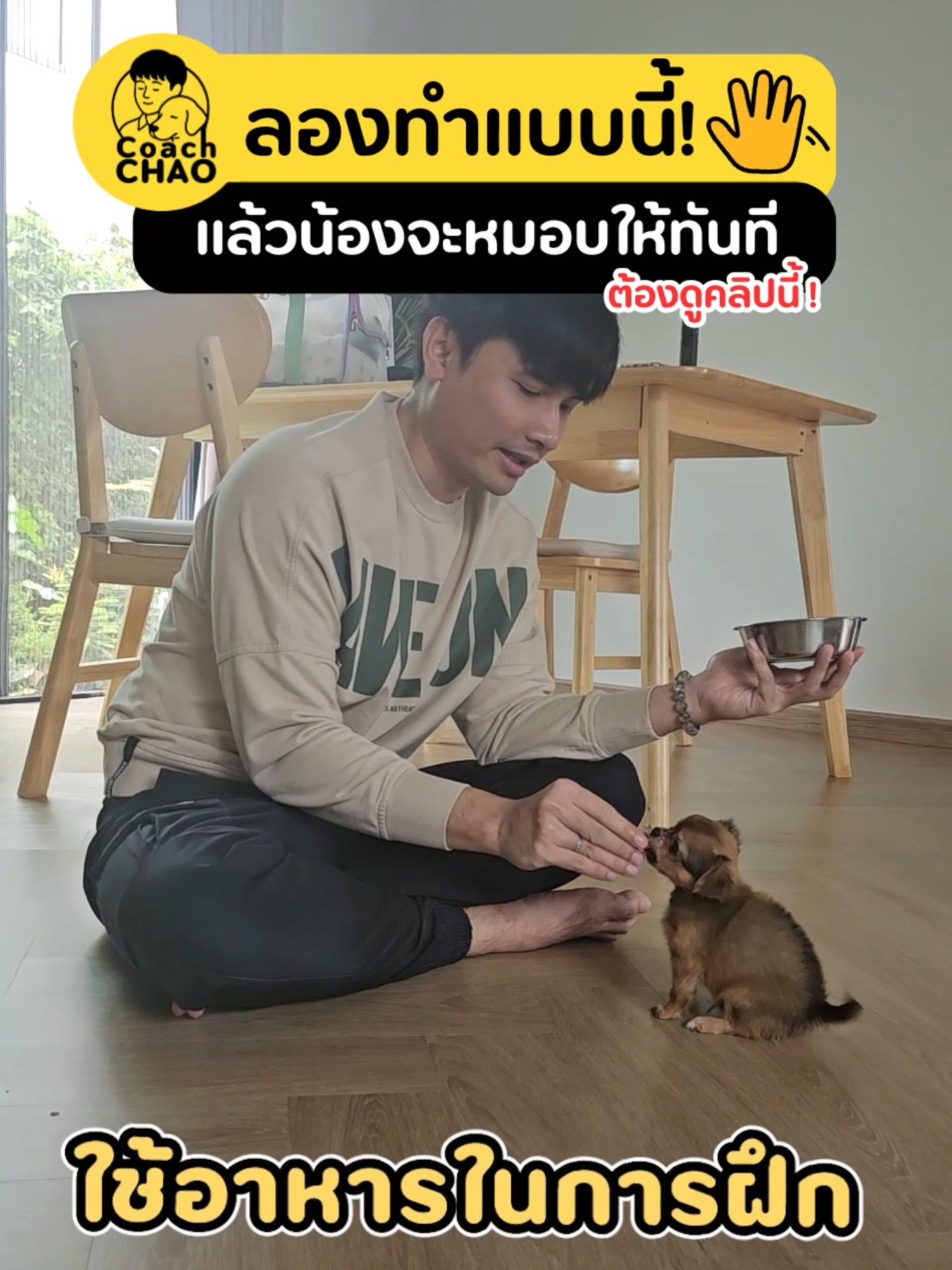 ลองทำแบบนี้แล้วน้องจะหมอบให้ทันที  ด้วยสัญญาณมือ เข้าใจง่าย ฝึกได้ทุกตัว! 🐾 #ฝึกหมา#น้องหมาน่ารัก#สอนหมา#ชิวาว่า#หมาดื้อ#หมาหมอบ#ฝึกหมาศาสตร์#upskilldog#kaitomfamily#ไข่ต้มแฟมิลี่#สวนสัตว์tiktok#โค้ชเชาว์#super100#เทรนวันนี้#fyp