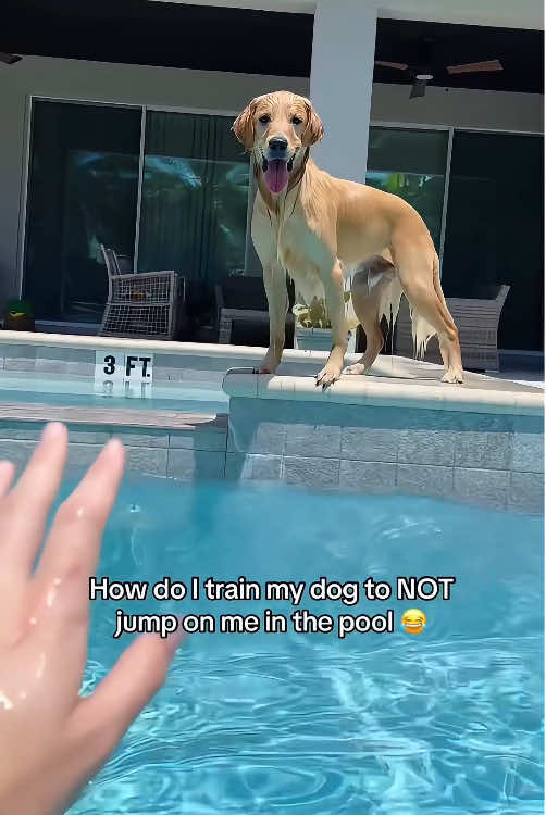 Pool-craving dog 😂🤣🐶#dog #fyp #foryou #dogsoftiktok #funnyvideos #pet #tiktok #funnydog 
