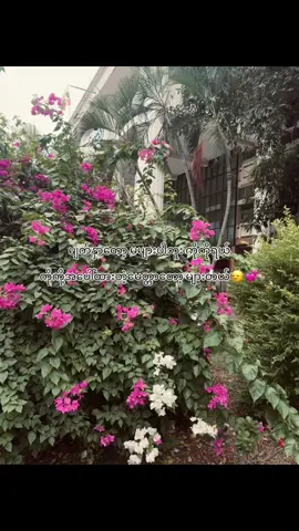 အချစ်တွေလည်းများတယ်😜#viral #foryoupage #him #crdစာသား 