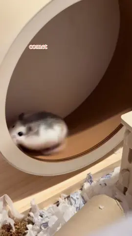 comet enjoying his run 🏃‍♂️  - #roborovskihamster #dwarfhamster #roborovski #hamster #hamstersoftiktok #niteangelhamster #hamsters 