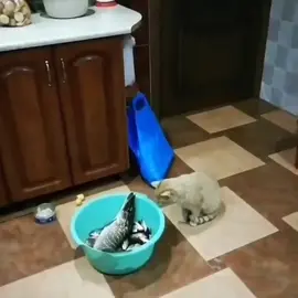 #кот 