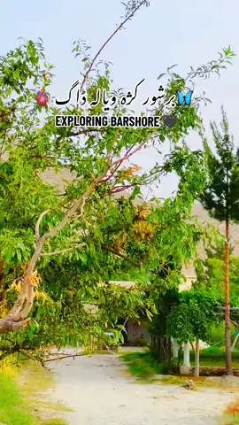 SHAHISTA BARSHORE 🌴🌸#FORYOU #VIRAL #EXPLORE #BARSHORE #BEAUTY #TRANDING@افتخار یوسفزئی ۰۰۷ @👑 چکور برشور 👑 @➳ᴹᴿ᭄ᴮᴬᴿᴬᴷᴼ✧⎠⎠╾━╤デ╦︻  #foryoupageofficiall #trandingsong #foryoupage #pakistani_tik_tok #standwithkashmir #viral #views 
