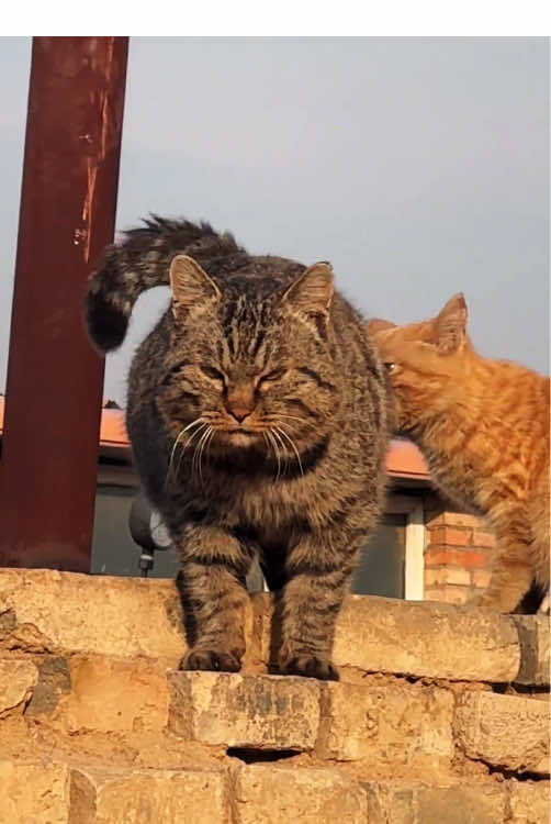 Gangsta Cat 😾#funnyvideos #pet #fyp #catsoftiktok #fyppppppppppppppppppppppp 