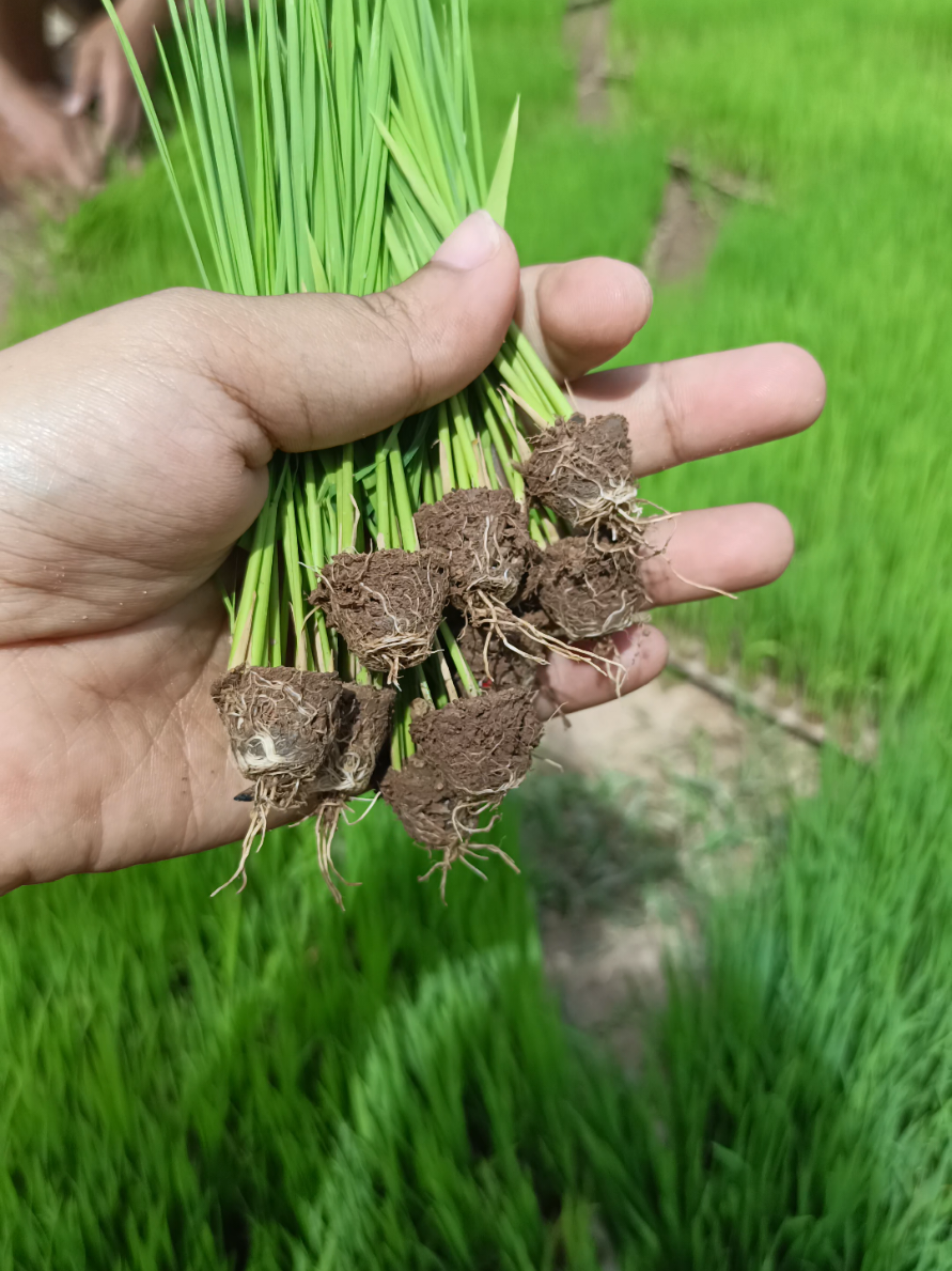 อยากไล่เขาดีดเข้าเด้ง ต้นกล้าสวยๆเต็มทุกถาดทักกี้มาได้เลยน้าา #ข้าวโยน #ข้าวนาโยน #รับเพาะกล้า #กล้าซ่อมกล้าโยน #กีกี้เองค่า 