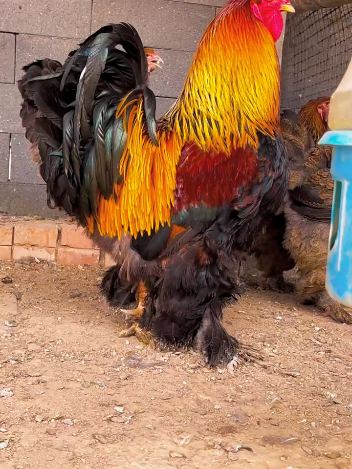 new breed#hen #birds #eatingbirdfood #chicken