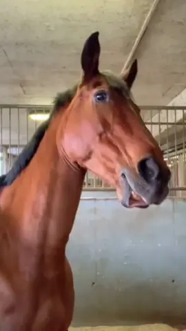 Imaginative Horses.😅#tiktok #fyp #horses #funnyvideos #fyppppppppppppppppppppppp #fypシ #funny #funnyhorse 