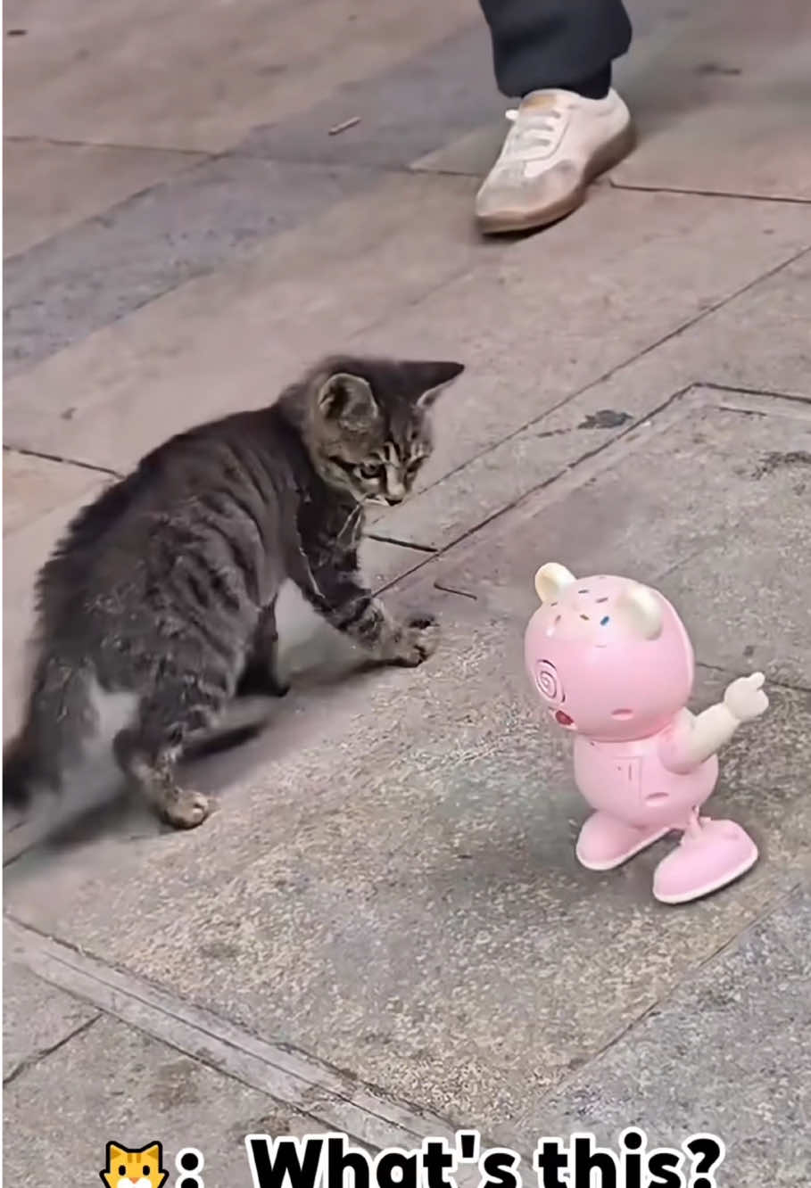 The cat and its new toy 😸🤣#cat #cats #catlover #catsoftiktok #funny #funnyvideos #funnytiktok #fyp #foryou 